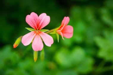 Baharda bahçede yetişen pembe sardunyaların yakın plan çekimi.
