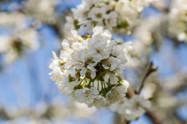 beyaz sakura çiçekleri, ilkbaharda elma çiçeği ağacı 