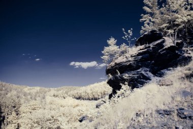 Gökyüzünün altındaki karlı ağaçlarla dolu bir manzara.