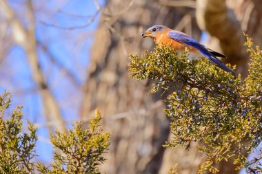 Doğudaki mavi kuşun (Sialia sialis) yakın plan çekimi, Kuzey Amerika 'nın küçük göçmen ardıç kuşu ağaçta tünemişti.