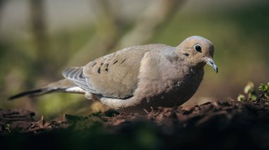 Güzel yas güvercininin seçici odak noktası (zenaida makrora)