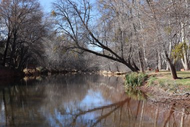 Sedona, Arizona 'daki Oak Creek' te ağaçların doğal bir yansıması.