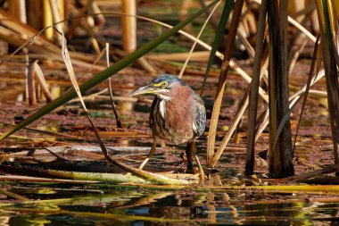 Kuş uzun kamışların arasında duruyor.