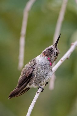 Yeşil arkaplana tünemiş yeşil bir sinekkuşunun seçmeli odak çekimi 