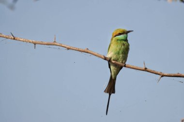 Ağaç dalında Kırlangıç kuyruklu bir arı yiyicinin yakın çekimi.