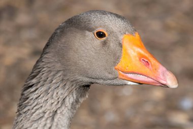 Bulanık arka planda gri kazın yakın plan çekimi