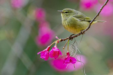 A closeup of an orange-crowned warbler perched on a branch of a flower clipart