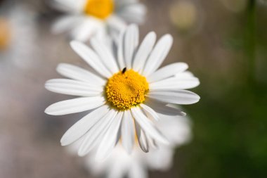 Bahçedeki Papatya 'nın yakın çekimi.