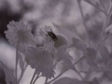 Bahçesinde sinek olan narin çiçeklerin makro görüntüsü.