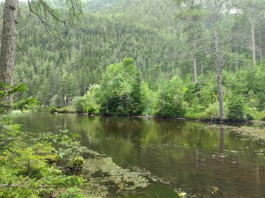 Göl kıyısındaki yemyeşil ağaçların güzel manzarası