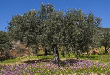 Renkli çiçeklerle çevrili zeytin ağacı