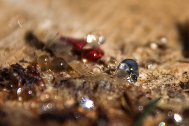 Güneş ışığının altındaki ağaç özsuyuna yakın çekim.