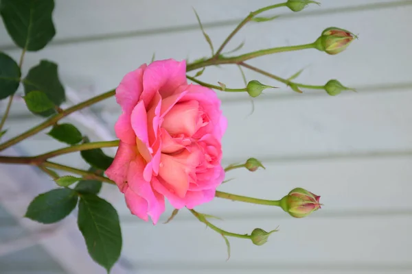 Primer Plano Vertical Rosas Rosadas Inglesas Sobre Fondo Gris — Foto de Stock