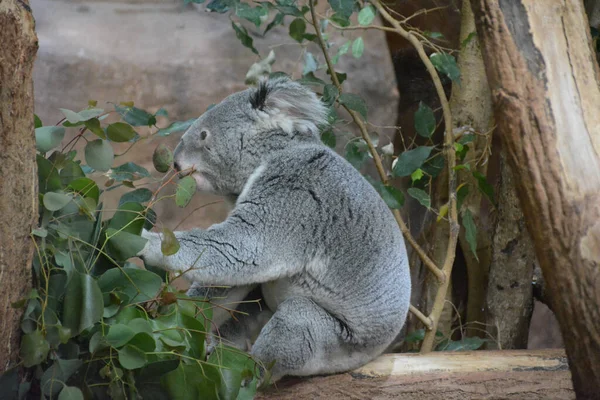 Primo Piano Simpatico Koala Grigio Ramo — Foto Stock