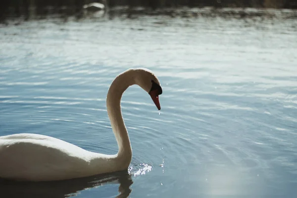 Una Vista Panorámica Hermoso Cisne Nadando Agua Luz Del Día —  Fotos de Stock