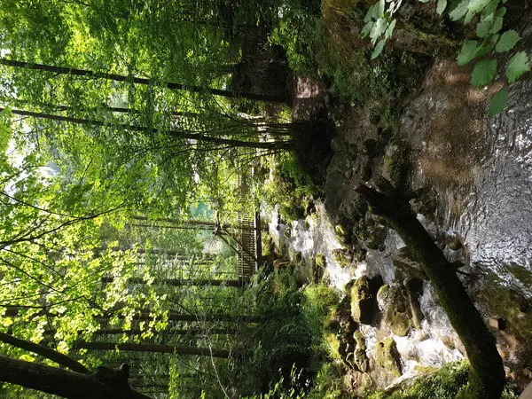 森の緑豊かな木々の中を流れる細い小川の垂直ショット — ストック写真