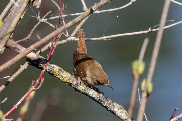 Primer Plano Wren Eurasiático Sentado Una Rama Árbol —  Fotos de Stock