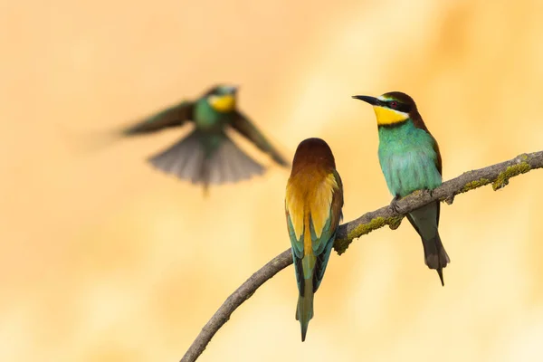 Scenic View European Bee Eaters Perched Branch Blurred Background — Stock Photo, Image
