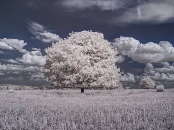 Koyu Mavi Gökyüzünün Altındaki Tarlada Bulutlu Büyük Beyaz Bir Ağaç — Stok fotoğraf