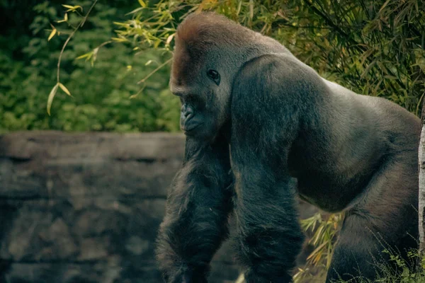 Gorille Argenté Dans Zoo Pendant Journée — Photo