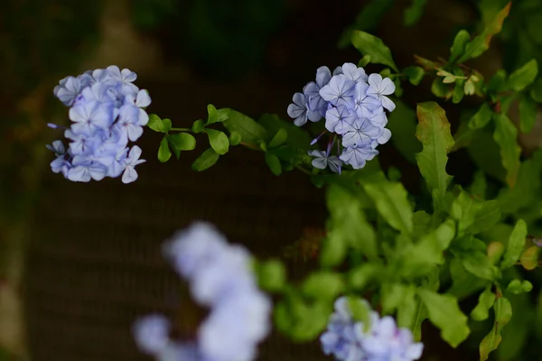 Uma Foto Close Leadworts Roxo Crescido Jardim Primavera — Fotografia de Stock