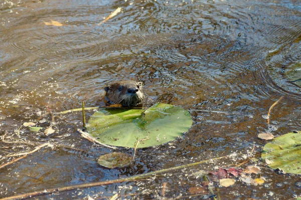 Zbliżenie Ujęcia Wydry Północnoamerykańskiej Lontra Canadensis Wodzie — Zdjęcie stockowe