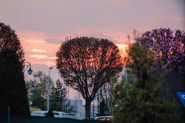 Een Silhouet Van Grote Bomen Onder Een Zonsondergang Lucht — Stockfoto