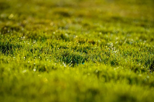 一种精选的带有露水的鲜绿色草料 — 图库照片