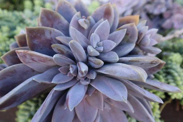 紫色の多肉植物の花の終わり — ストック写真