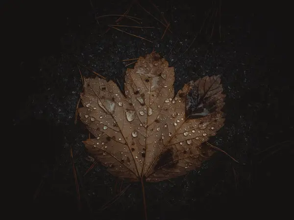 Una Foto Malhumorada Una Hoja Otoño Suelo Cubierta Gotas Lluvia —  Fotos de Stock