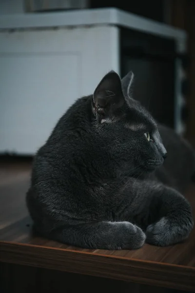 木製の表面に横たわるかわいい黒い猫の垂直ショット — ストック写真
