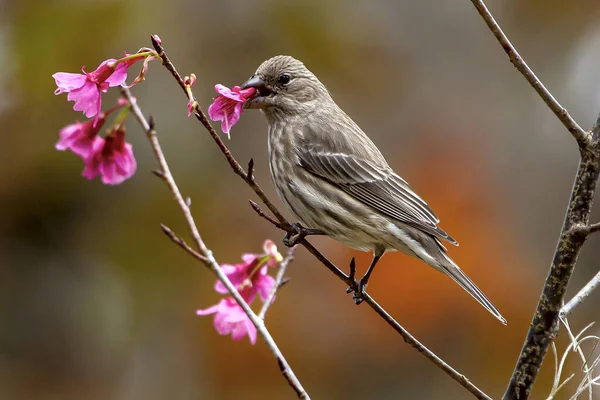 Cute Sparrow Sitting Branch Pink Flower Mouth — Stock Photo, Image