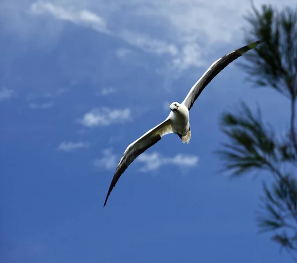 Vue Angle Bas Une Mouette Blanche Volant Dans Ciel Bleu — Photo