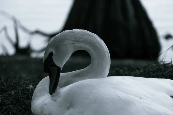 Grayscale Shot Resting Swan — Stock Photo, Image