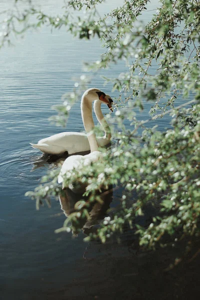 Tiro Vertical Dois Belos Cisnes Nadando Juntos Água — Fotografia de Stock