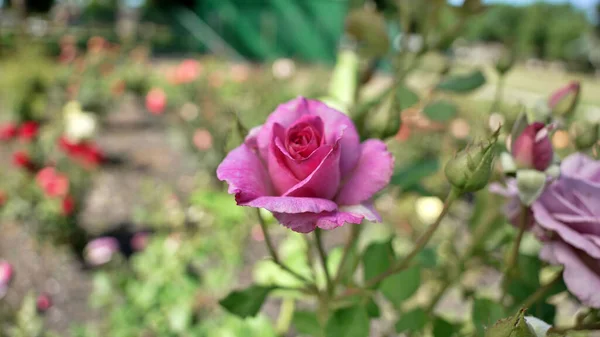 Primer Plano Una Rosa Rosa Brillante Floreciente — Foto de Stock