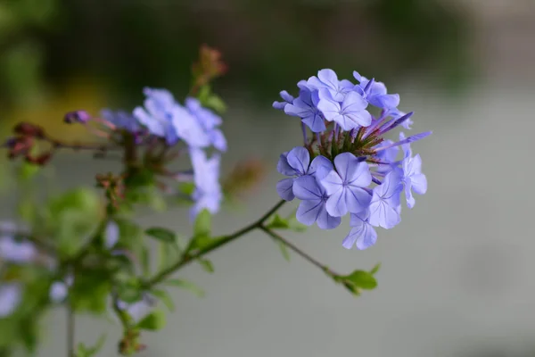 Close Shot Purple Leadworts Grown Garden Spring — Stock Photo, Image