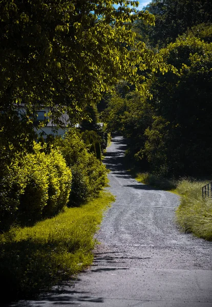 緑の森を通るアスファルトの道路の垂直ショット — ストック写真