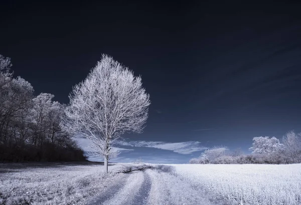 Eine Landschaft Mit Schneebedeckten Bäumen Unter Wolken — Stockfoto