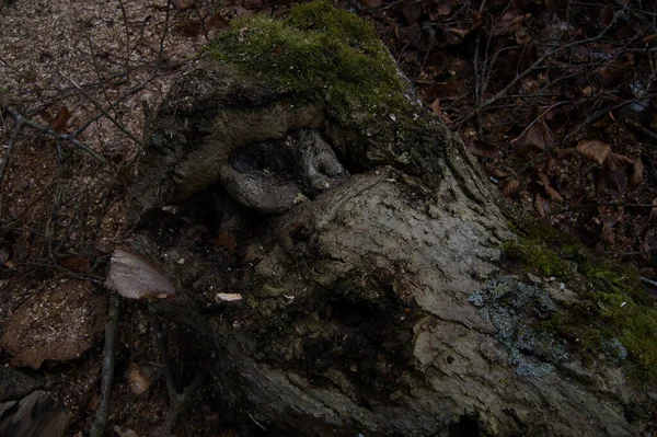Detailní Záběr Starého Kusu Vlhkého Dřeva Lese Spadlým Listím — Stock fotografie