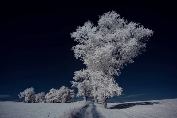 Peisaj Copaci Zăpadă Sub Cer Nori — Fotografie, imagine de stoc