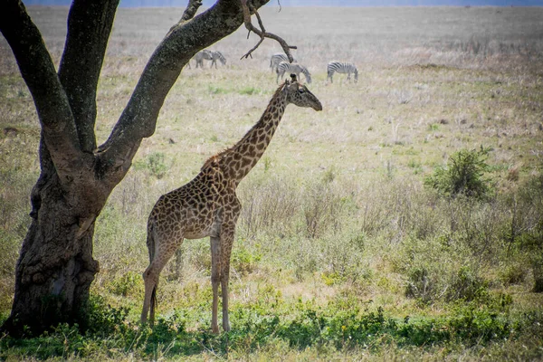 アフリカのタンザニアを背景にツリーとシマウマの下のキリン — ストック写真