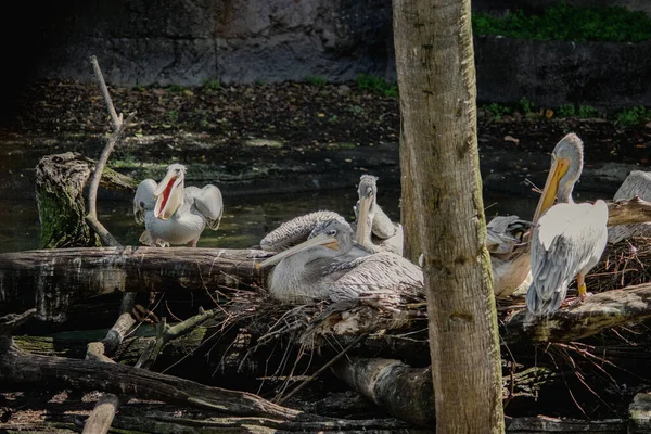Pelicanos Perto Pequeno Lago — Fotografia de Stock