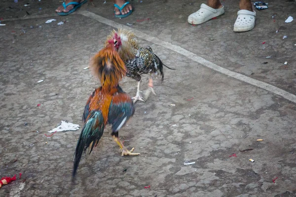 Two Cocks Fighting Together Captured Action — Stock Photo, Image