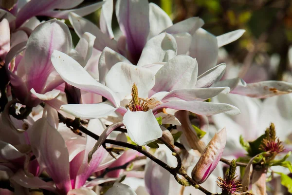 Closeup Delicate Magnolia Flowers Growing Garden Sunlight — Stock Photo, Image