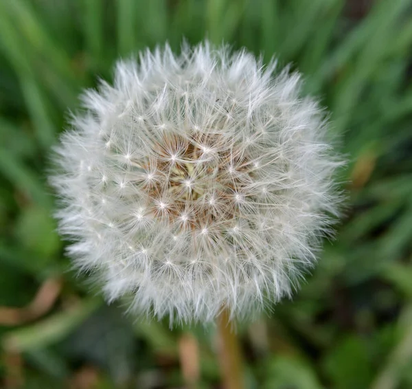 Selektiv Fokusbild Vit Fluffig Maskros — Stockfoto