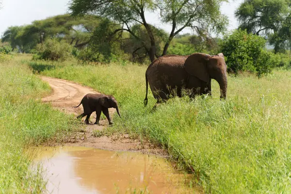 Gros Plan Des Éléphants Brousse Afrique Dans Serengeti Tanzanie — Photo