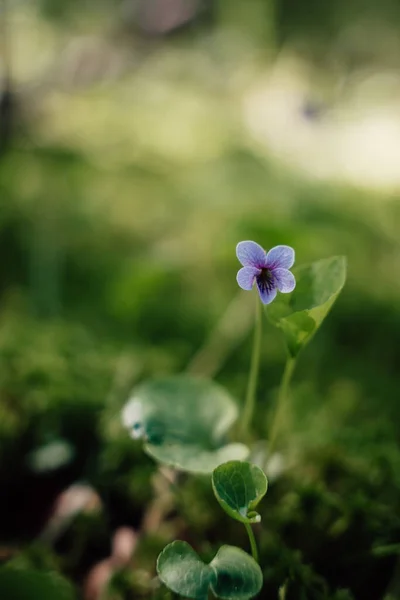 Eine Vertikale Aufnahme Einer Blühenden Kleinen Wildblume Auf Einem Feld — Stockfoto