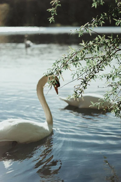 Plan Vertical Beau Cygne Nageant Dans Eau Dans Fond Flou — Photo