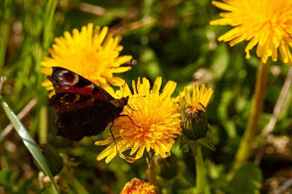 Nahaufnahme Eines Bunten Schmetterlings Der Die Gelben Löwenzahne Bestäubt — Stockfoto